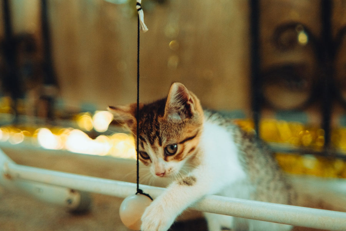 Kattunge som leker med en leksak – leksaker och lek för husdjur