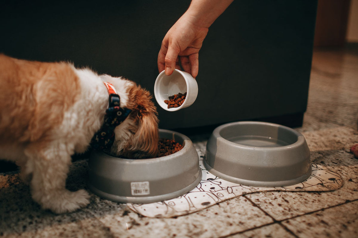 Hund som äter ur sin skål – matning och skålar för husdjur