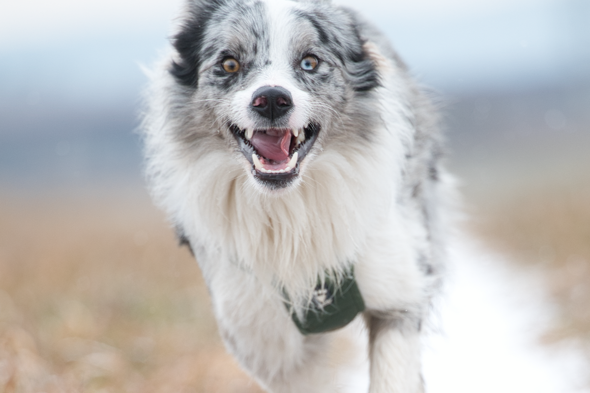 Glad hund som springer utomhus – hundprodukter hos Baloo-Pet