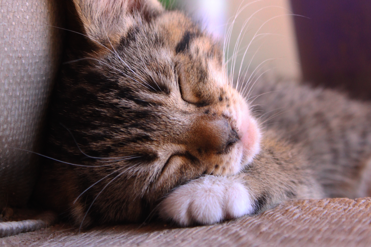 Söt katt som vilar – kattprodukter hos Baloo-Pet