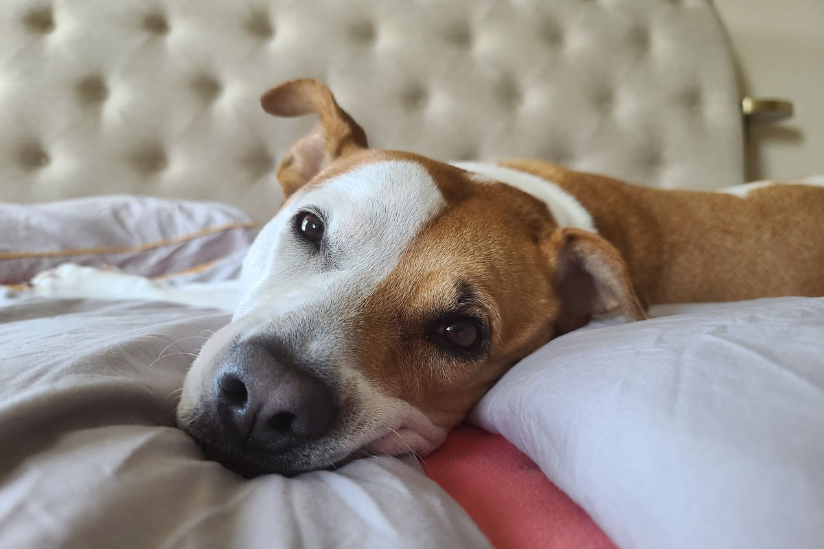 Hund som vilar bekvämt – sängar och möbler för husdjur